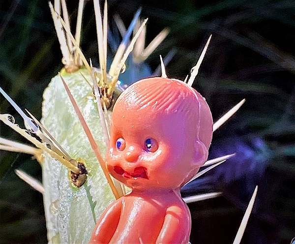 Brutus Baby in cactus